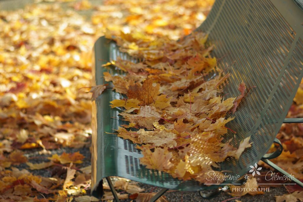 feuilles d'automne sur un banc