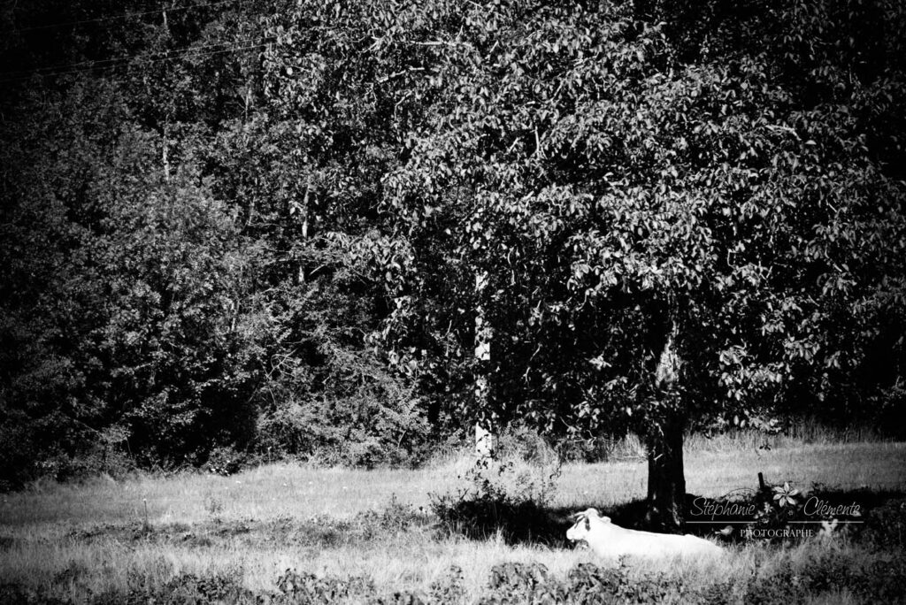 vache sous un arbre